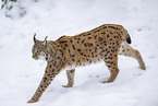 Eurasian Lynx