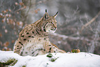Eurasian Lynx