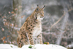Eurasian Lynx