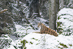 Eurasian Lynx