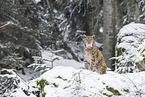 Eurasian Lynx