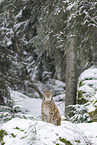 Eurasian Lynx