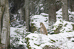 Eurasian Lynx