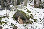 Eurasian Lynx