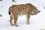 Eurasian Lynx