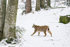 Eurasian Lynx