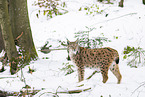 Eurasian Lynx