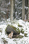 Eurasian Lynx