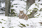 Eurasian Lynx