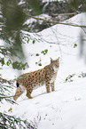 Eurasian Lynx