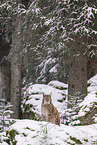 Eurasian Lynx