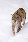 Eurasian Lynx