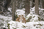 Eurasian Lynx