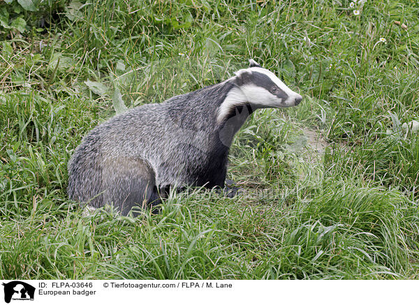 European badger / FLPA-03646