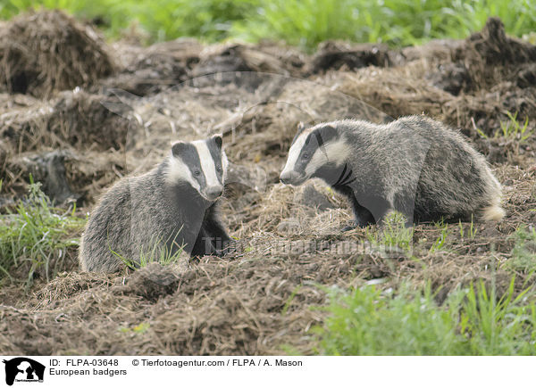 European badgers / FLPA-03648
