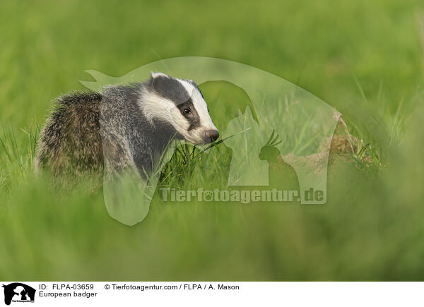 Europischer Dachs / European badger / FLPA-03659