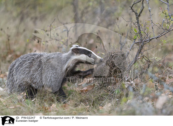 Eurasian badger / PW-02247