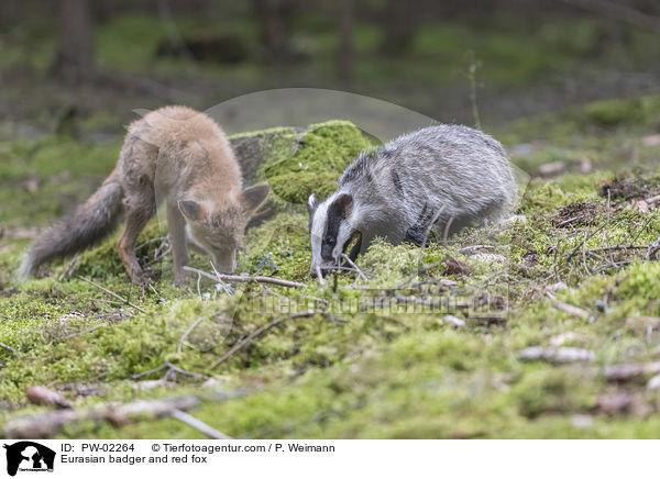 Eurasian badger and red fox / PW-02264