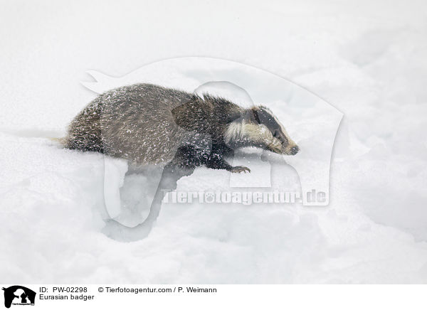 Europischer Dachs / Eurasian badger / PW-02298