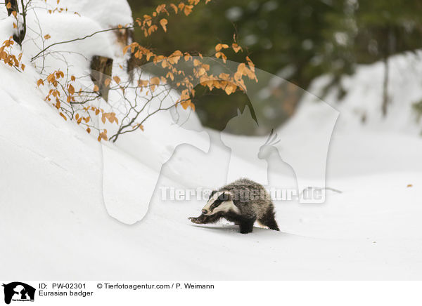 Europischer Dachs / Eurasian badger / PW-02301