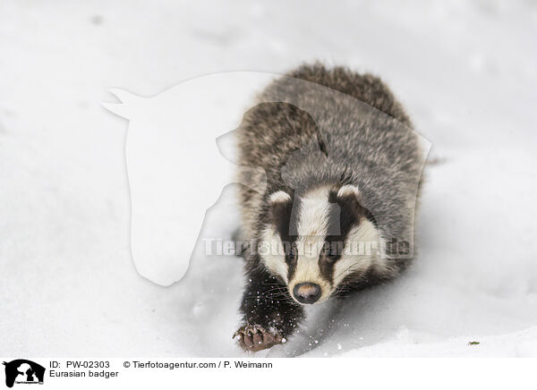 Europischer Dachs / Eurasian badger / PW-02303