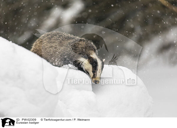 Europischer Dachs / Eurasian badger / PW-02309