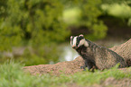European badger