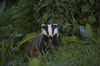 European badger