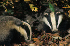 European badgers