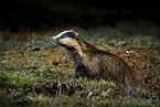 European badger