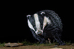 European badger