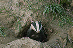 European badger