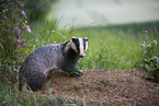 European badger