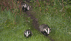 European badgers