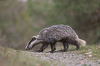 Eurasian badger