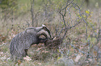 Eurasian badger