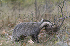 Eurasian badger