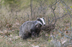 Eurasian badger