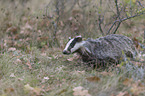 Eurasian badger