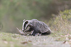 Eurasian badger