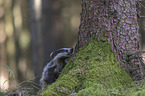 Eurasian badger