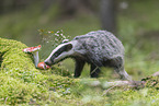 Eurasian badger
