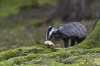 Eurasian badger