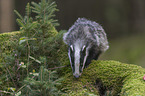 Eurasian badger