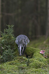 Eurasian badger