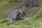 Eurasian badger