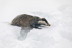 Eurasian badger