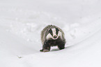 Eurasian badger