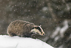 Eurasian badger