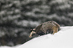 Eurasian badger
